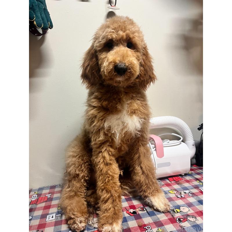 販売中の茨城県のバーニードゥードル:バーニーズ×スタンダードプードル-429166