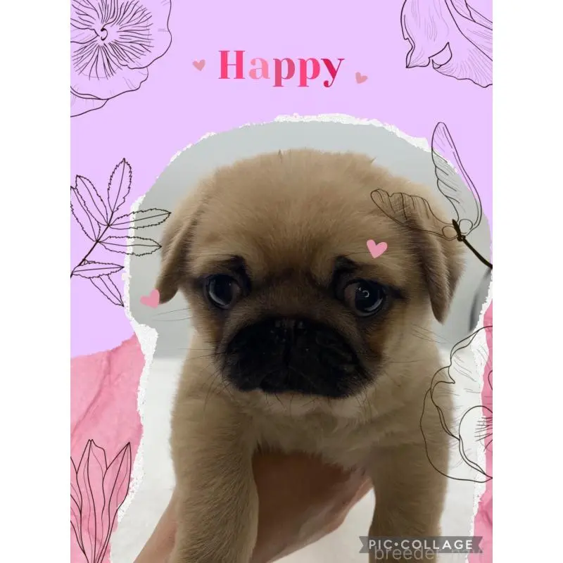 販売中の静岡県のミックス犬-452044