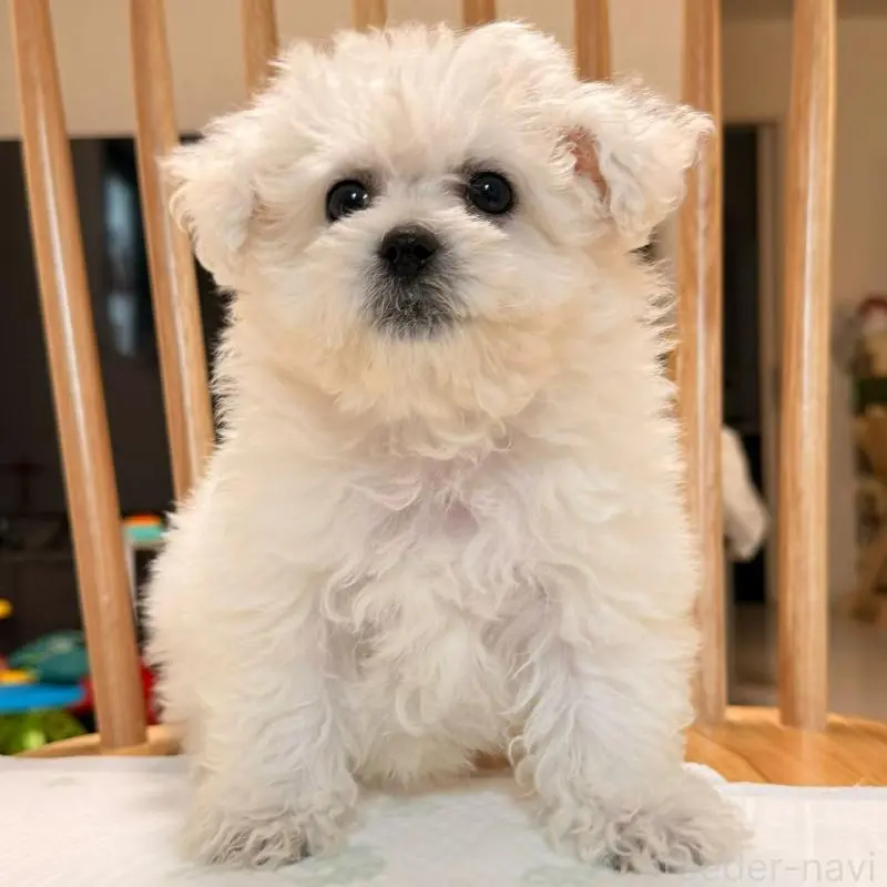 販売中の大阪府のビションフリーゼ-452082