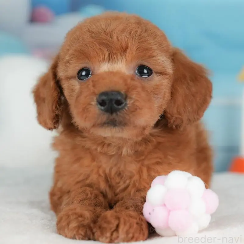 販売中の群馬県のトイプードル-452285