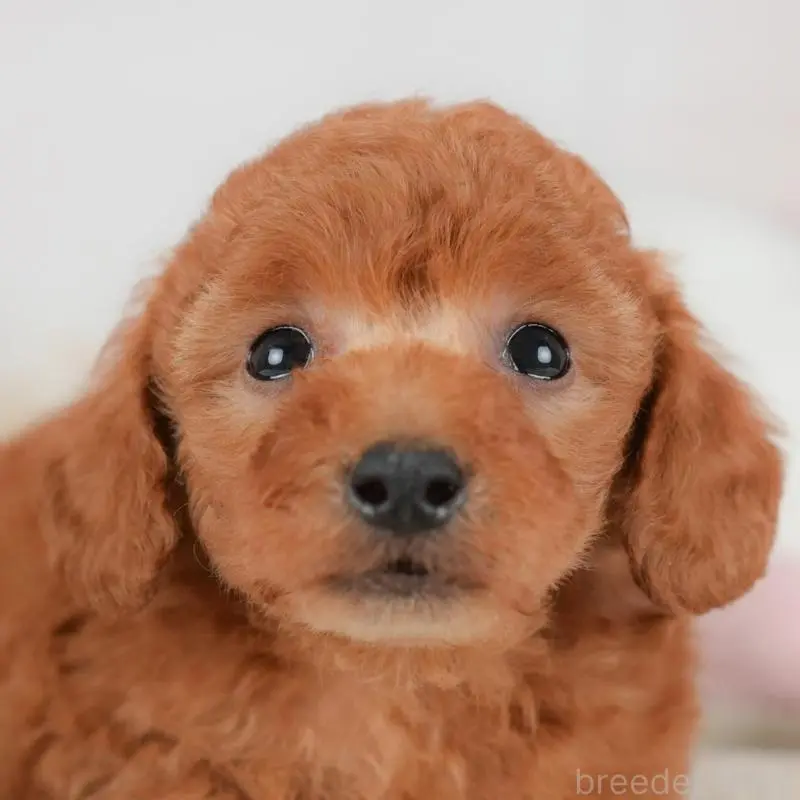 販売中の群馬県のトイプードル-452282