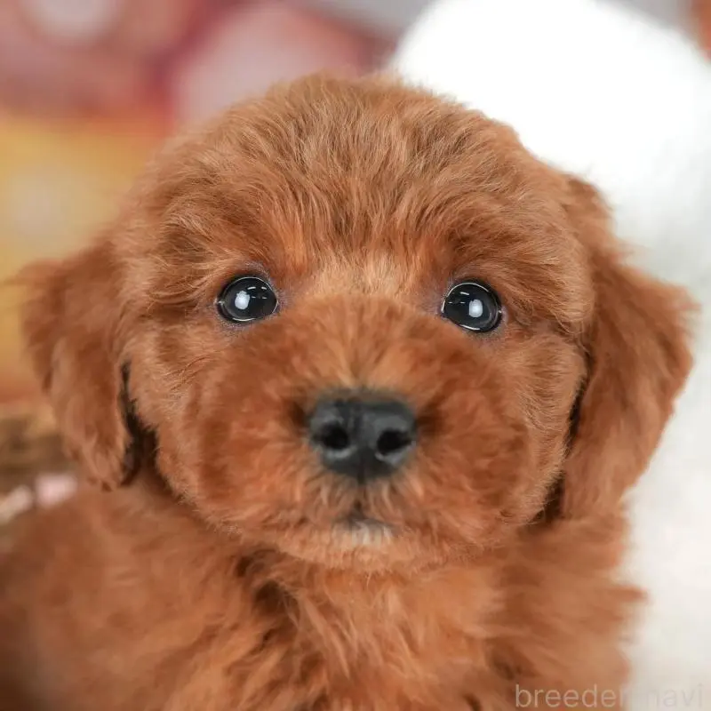 販売中の群馬県のトイプードル-452263