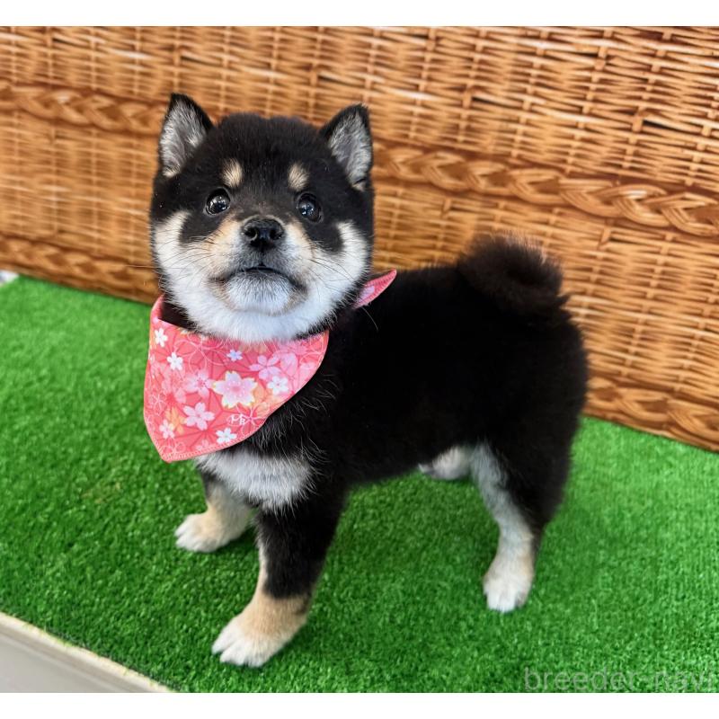 販売中の神奈川県の豆柴-452123