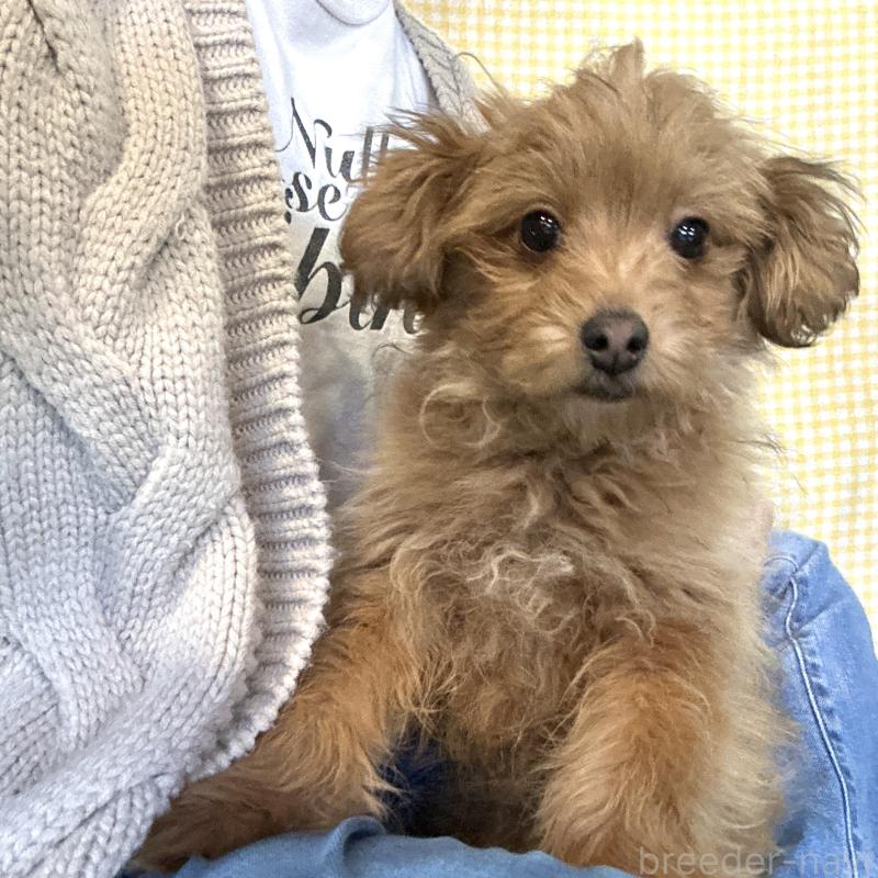 販売中の栃木県のポメプー:ポメラニアン×トイプードル-440801