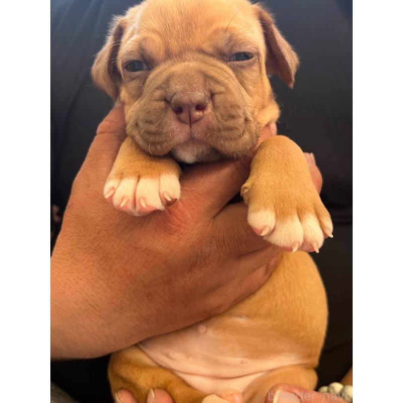 販売中の愛知県のアメリカンピットブルテリア-447038