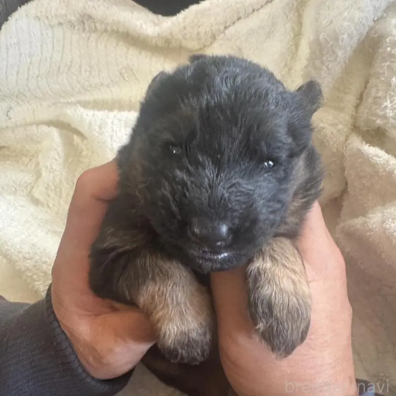 販売中の山口県のジャーマンシェパードドッグ-452370