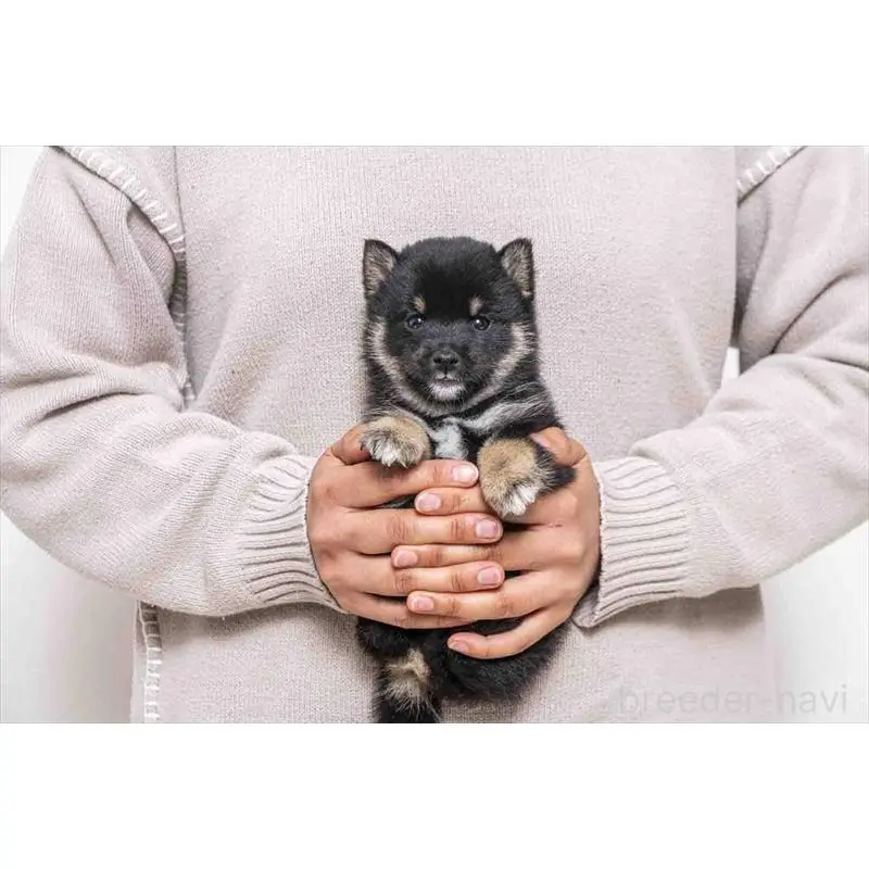 販売中の大分県の豆柴-452400