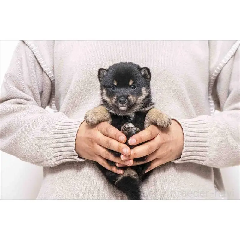 販売中の大分県の豆柴-452407