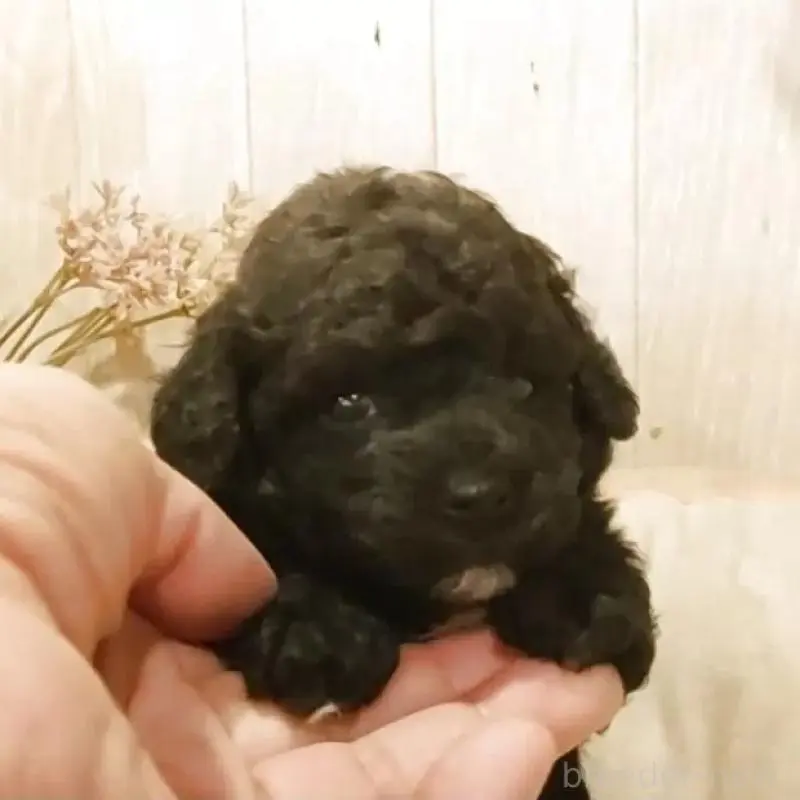 販売中の愛知県のティーカッププードル-452427