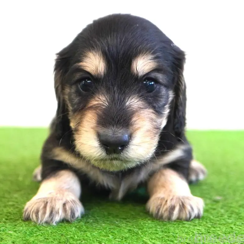 販売中の愛媛県のミニチュアダックスフンド(ロングヘアード)-452426