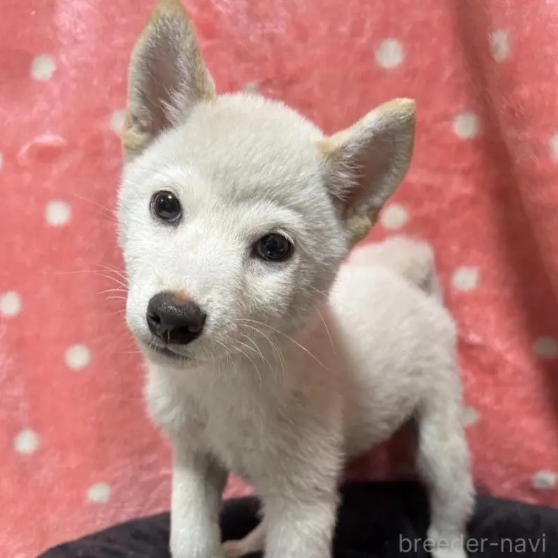 販売中の香川県の豆柴-452430