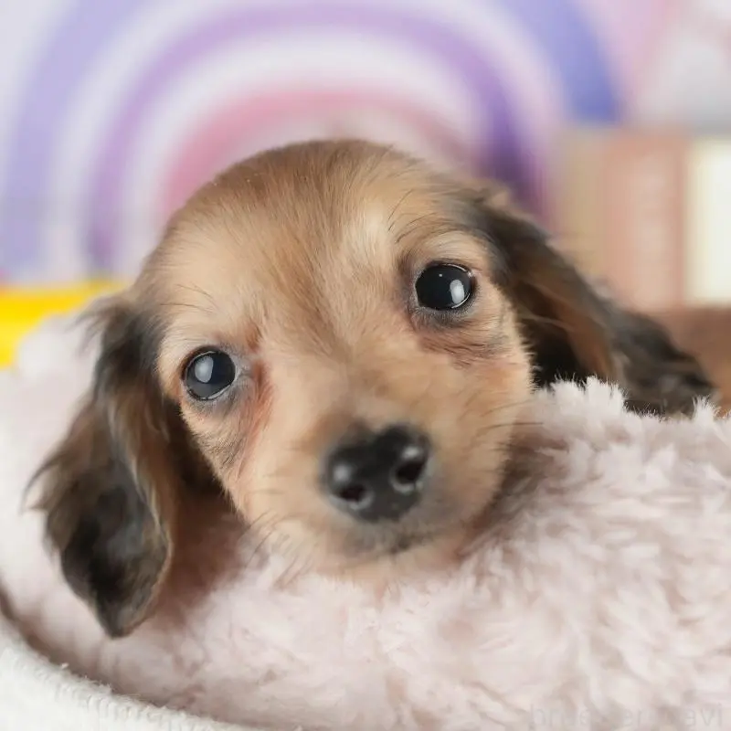 販売中の茨城県のカニンヘンダックスフンド(ロングヘアード)-452674