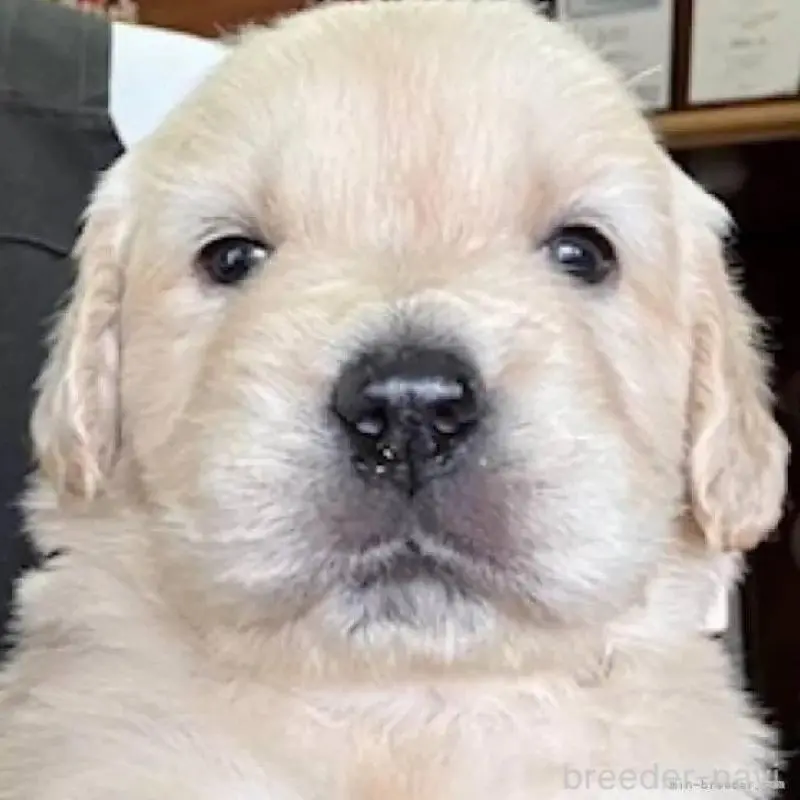 販売中の福島県のゴールデンレトリーバー-452465