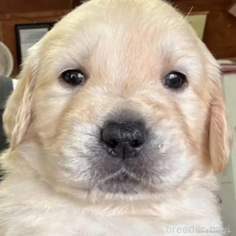 販売中の福島県のゴールデンレトリーバー-452467