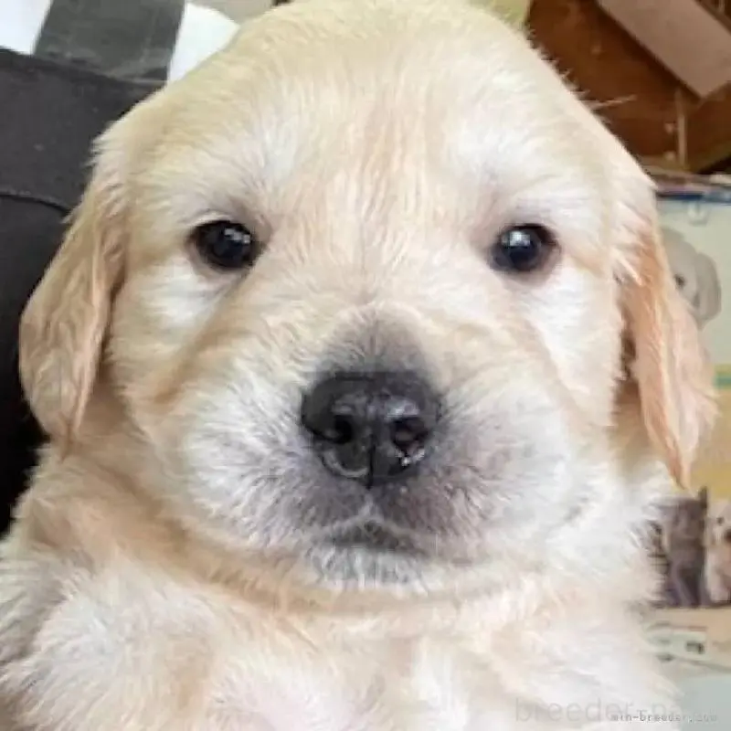 販売中の福島県のゴールデンレトリーバー-452469