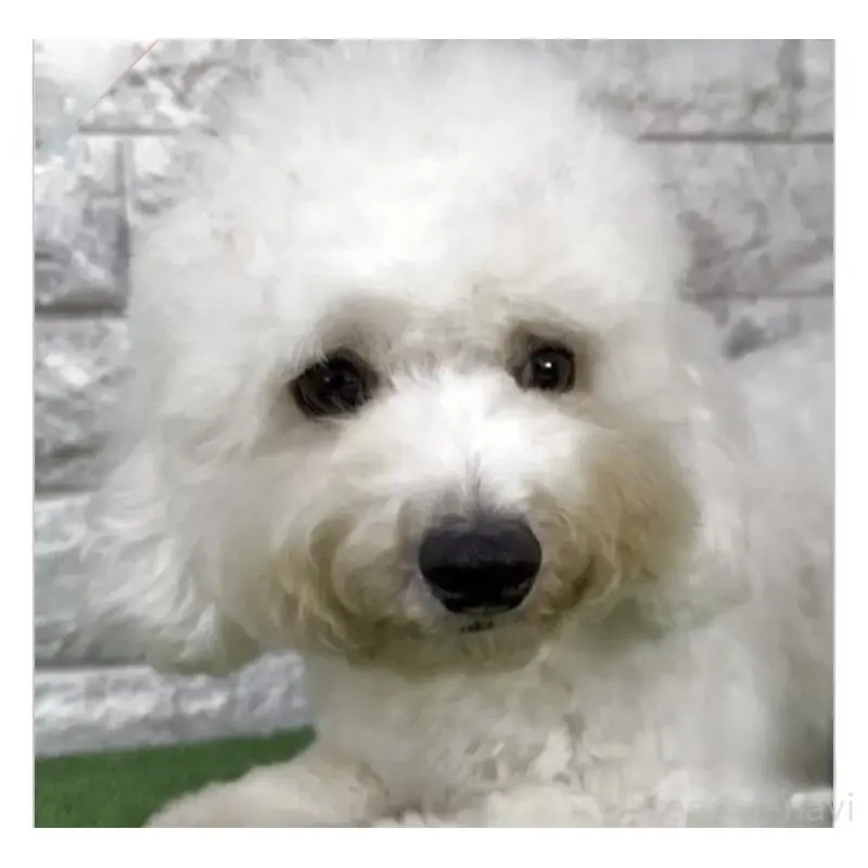 販売中の埼玉県のビションフリーゼ-452480