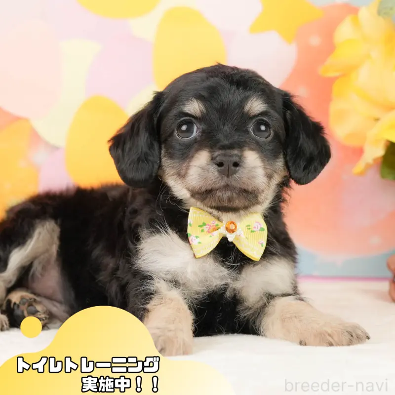 販売中の静岡県のチワックス:チワワ×ミニチュアダックスフンド-452514