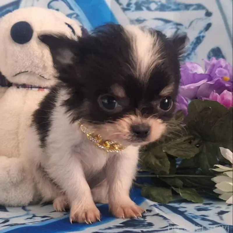 販売中の鹿児島県のチワワ(ロングコート)-452521