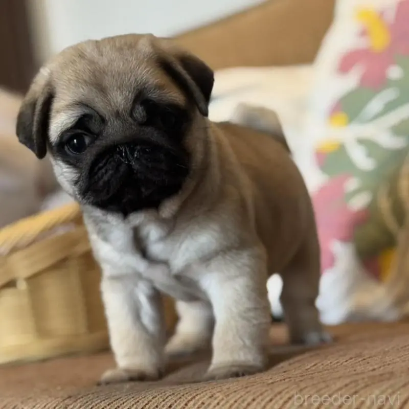 販売中の鹿児島県のパグ-452357
