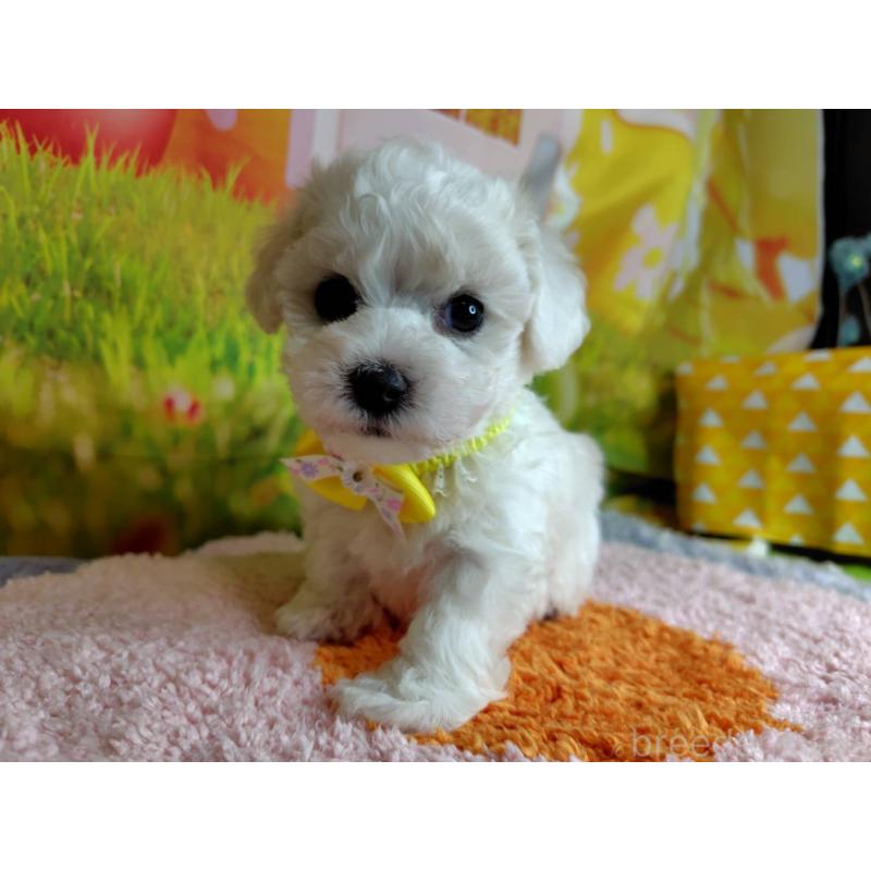 販売中の神奈川県のビションフリーゼ-449643