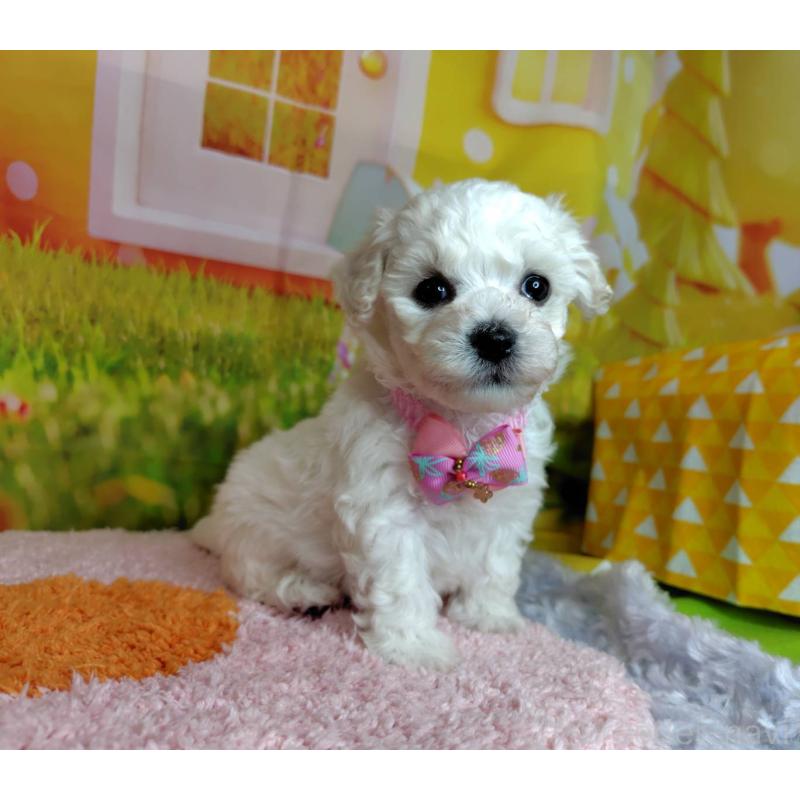 販売中の神奈川県のビションフリーゼ-449644