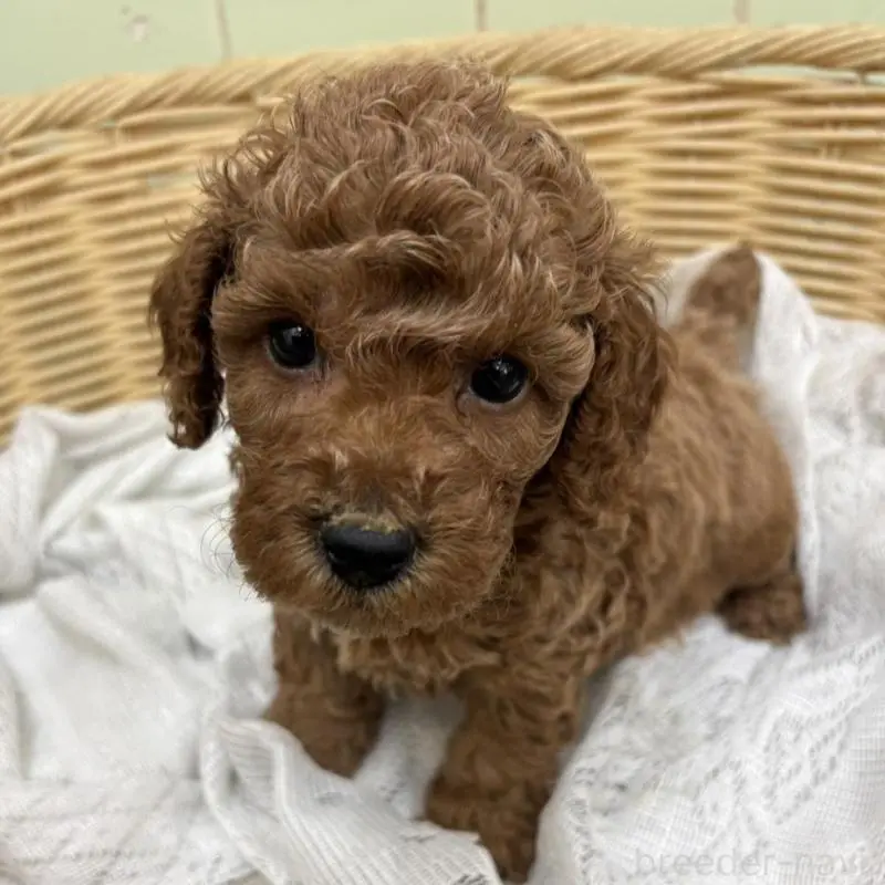 販売中の岐阜県のトイプードル-452680