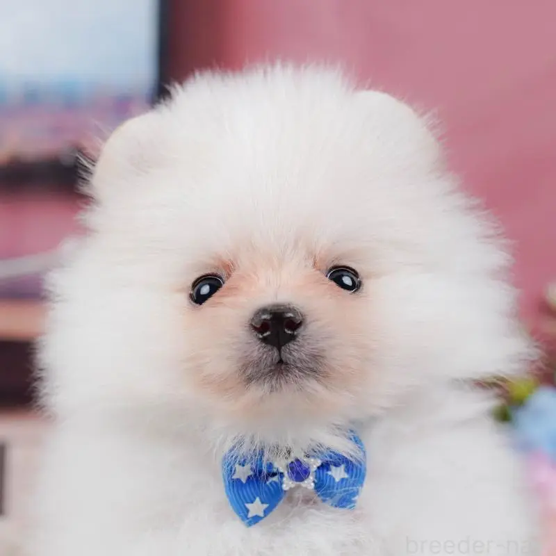 販売中の神奈川県のポメラニアン-452688