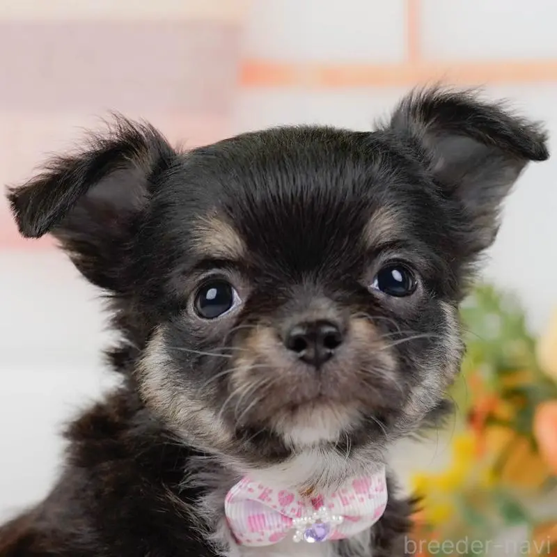 販売中の神奈川県のチワワ(ロングコート)-452716