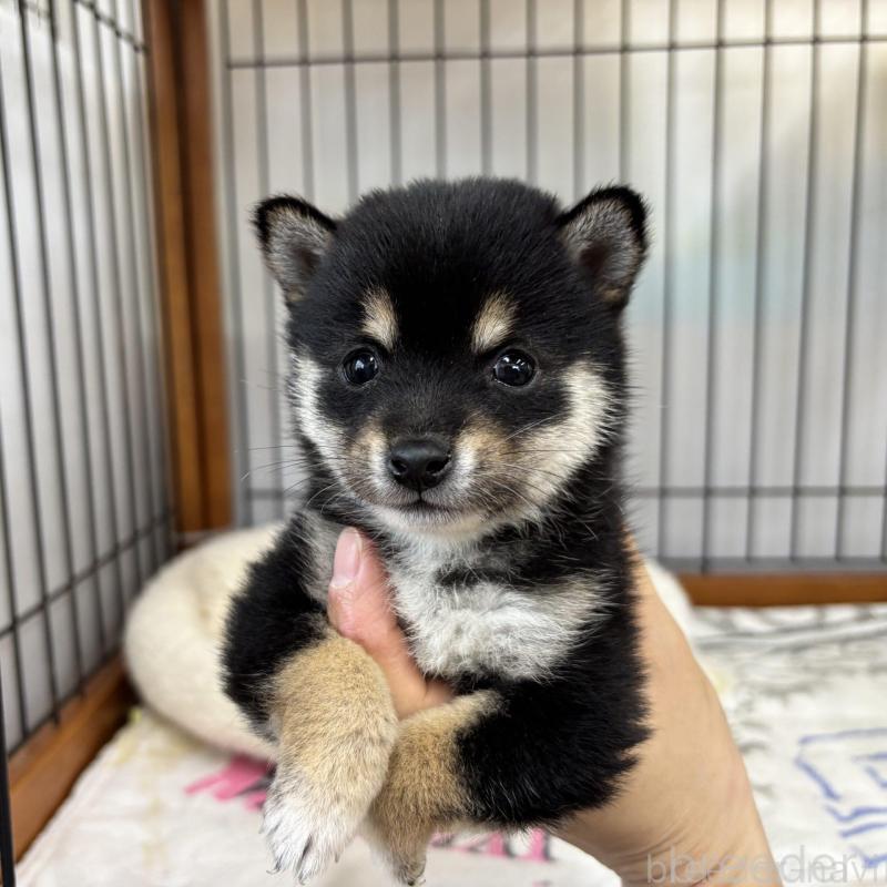 販売中の岡山県の豆柴-452717