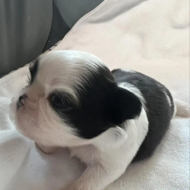 販売中の愛媛県のシーズー-452760