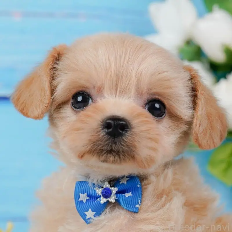 販売中の神奈川県のチワプー:チワワ×トイプードル-452763