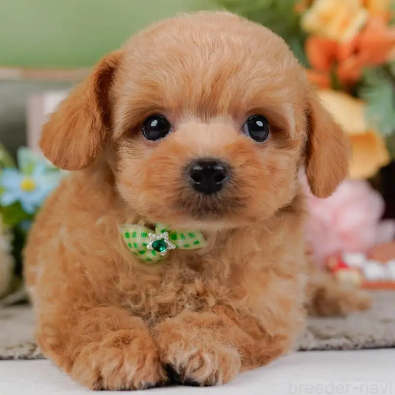 販売中の神奈川県のチワプー:チワワ×トイプードル-452764