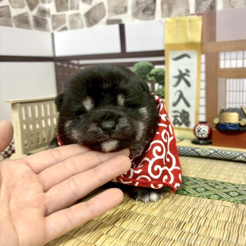 販売中の愛知県の豆柴-452091