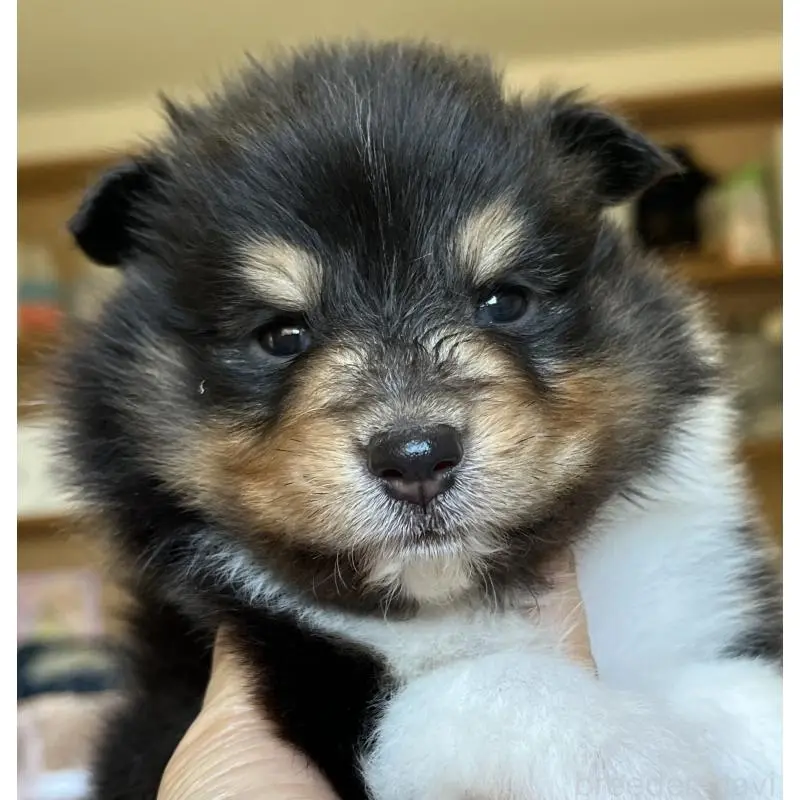 販売中の鹿児島県のシェットランドシープドッグ(シェルティ)-452781