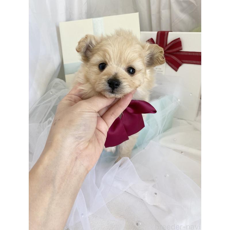 販売中の兵庫県のポメプー:ポメラニアン×トイプードル-450651