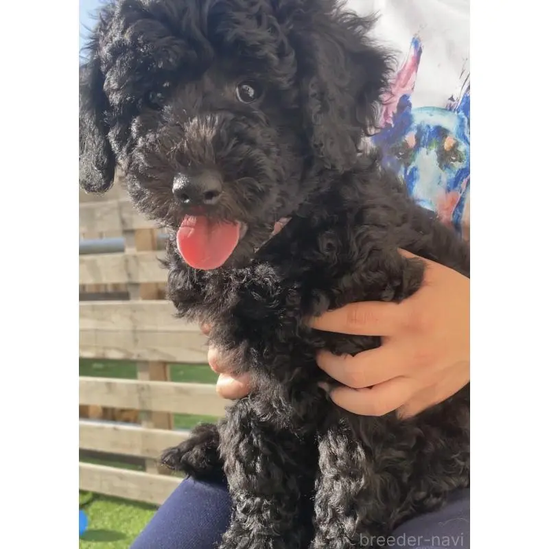 販売中の鹿児島県のラブラドゥードル:ラブラドールレトリーバー×プードル-452805