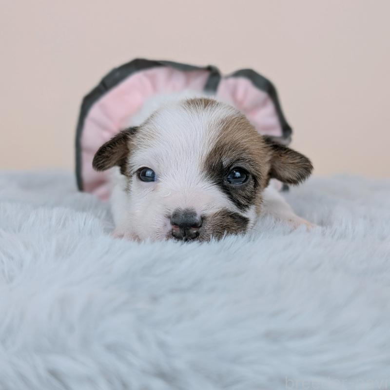 販売中の長崎県のジャックラッセルテリア-452829