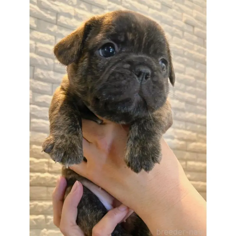 販売中の栃木県のフレンチブルドッグ-452589