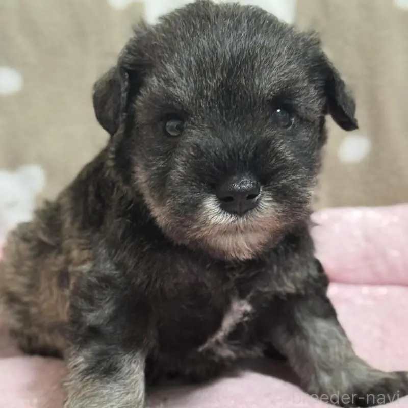 販売中の千葉県のミニチュアシュナウザー-452598