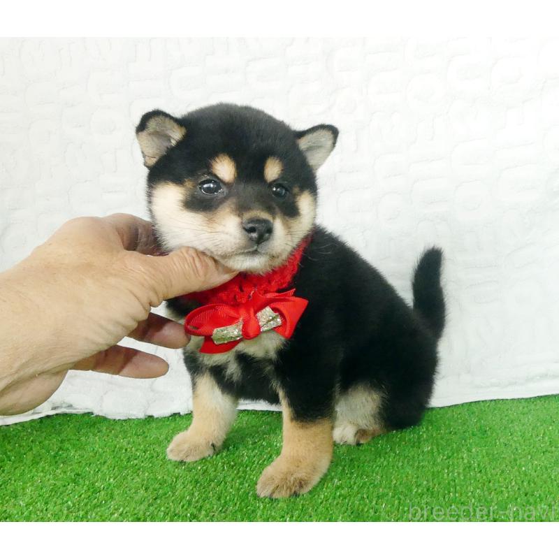 販売中の静岡県の豆柴-450963