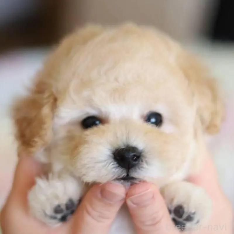 販売中の福井県のタイニープードル-452882