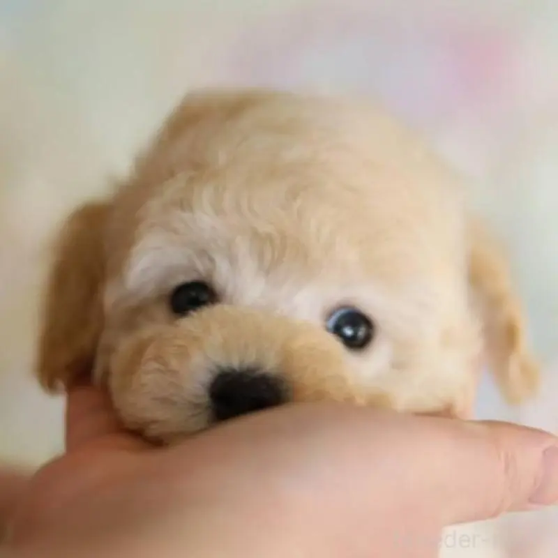 販売中の福井県のトイプードル-452881