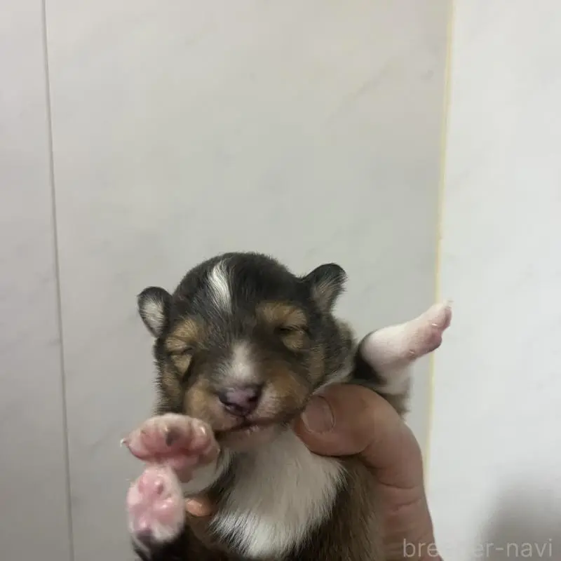 販売中の三重県のシェットランドシープドッグ(シェルティ)-452920