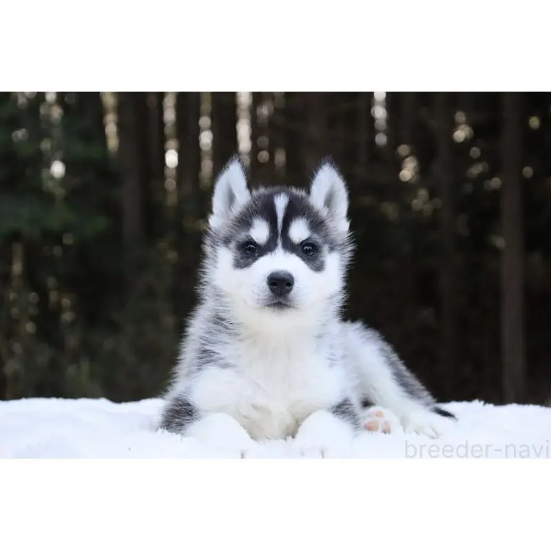 販売中の栃木県のシベリアンハスキー-452953