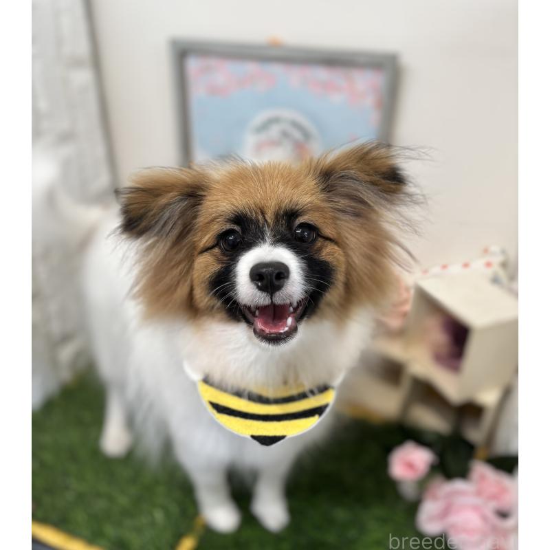 販売中の石川県のミックス犬-447207