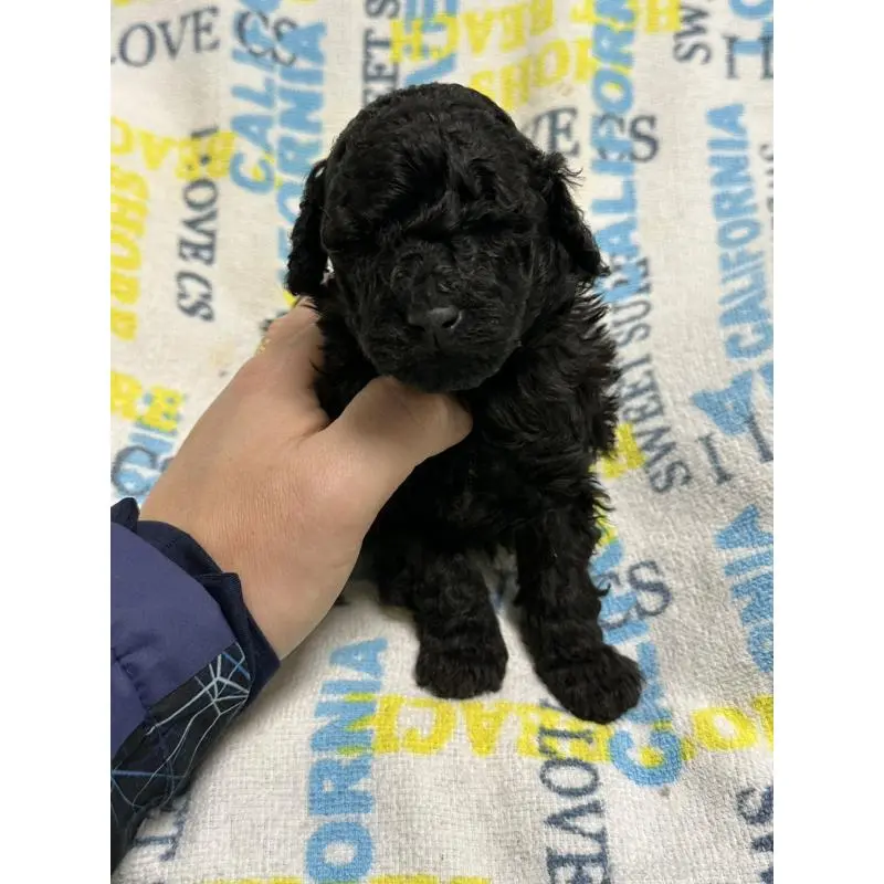 販売中の岡山県のトイプードル-452972