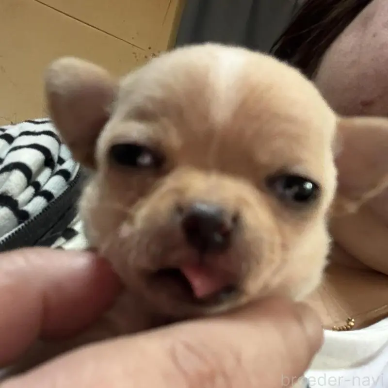 販売中の北海道のチワワ(スムースコート)-452974