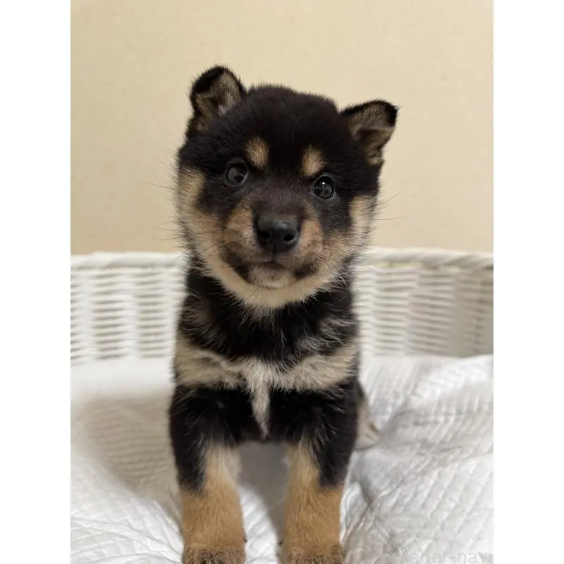 販売中の兵庫県の豆柴-452980