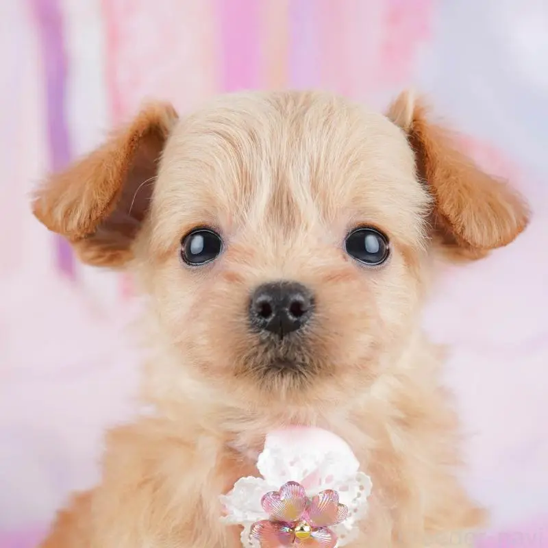 販売中の神奈川県のチワプー:チワワ×トイプードル-453015