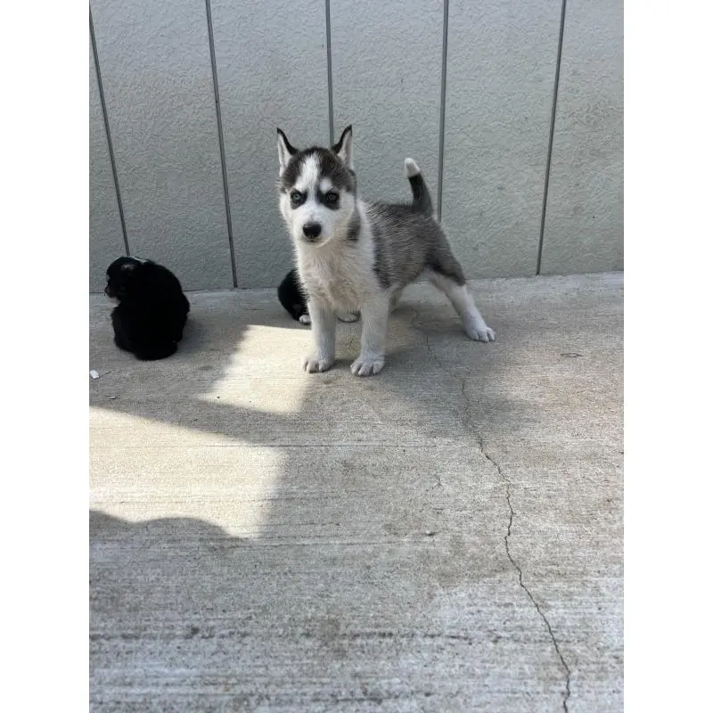販売中の福岡県のシベリアンハスキー-453038